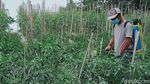 Duh, 70 Ha Lahan Sayur di Klaten Terdampak Erupsi Merapi