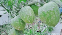 Kades Tegalmulyo, Kecamatan Kemalang, Sutarno, mengatakan lahan yang paling terdampak abu adalah lahan sayur dan rumput pakan. Luasan terdampak mencapai sekitar 70 hektare.