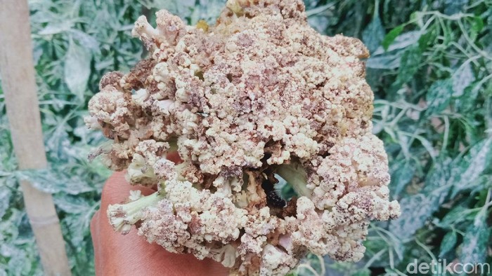 Duh, 70 Ha Lahan Syur di Klaten Terdampak Erupsi Merapi Puluhan hektare lahan tanaman sayur terdampak erupsi Gunung Merapi. Tanaman di lahan tersebut busuk dan rusak terkena hujan abu vulkanik Gunung Merapi.