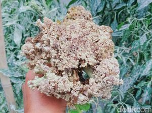 Duh, 70 Ha Lahan Sayur di Klaten Terdampak Erupsi Merapi