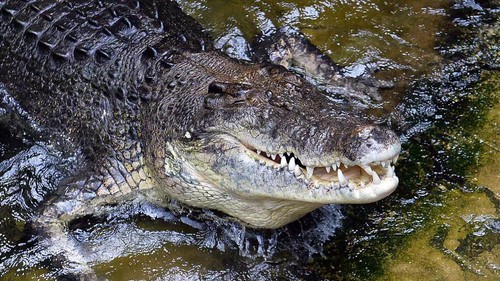 Saltwater crocodiles are known to inhabit the area around Australias Lake Placid, but attacks are relatively rare SAEED KHAN AFP/File