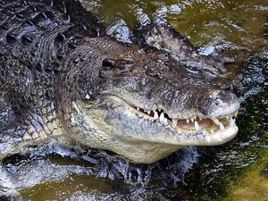 Serem! Lagi Mancing Diserang Buaya yang Naik ke Perahunya