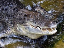 Penasaran Cara Buaya Berkembang Biak? Ini Sistem Reproduksinya