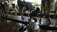 Dalam satu hari mampu memproduksi susu sapi segar 160 liter.