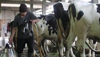 Pekerja saat beraktivitas di kandang.