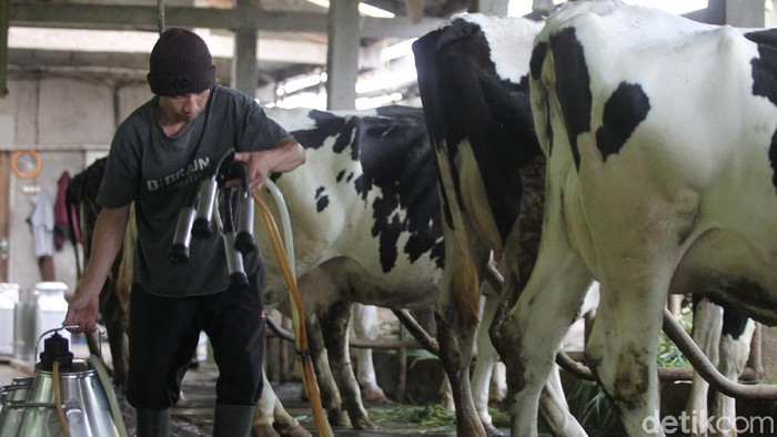 Salah satu peternakan sapi perah di dusun Srunen, Cangkringan, Sleman, Yogyakarta masih terus memproduksi susu. Produksi ini tak berdampak dari erupsi Merapi.