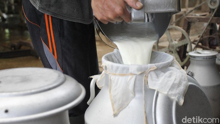 Salah satu peternakan sapi perah di dusun Srunen, Cangkringan, Sleman, Yogyakarta masih terus memproduksi susu. Produksi ini tak berdampak dari erupsi Merapi.