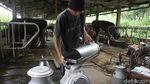 Produksi Susu Sapi Perah di Sleman Tak Terdampak Erupsi Merapi