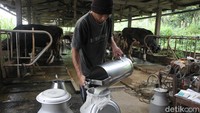 Petugas memerah susu sapi di kelompok kandang sapi perah di dusun Srunen, Cangkringan, Sleman, Yogyakarta, Kamis (28/1/2021). 
