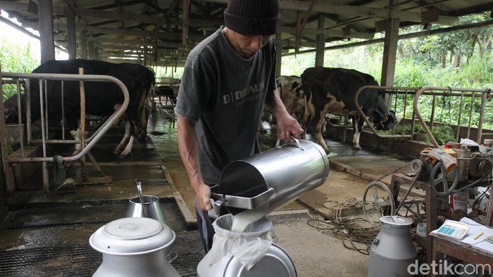 Salah satu peternakan sapi perah di dusun Srunen, Cangkringan, Sleman, Yogyakarta masih terus memproduksi susu. Produksi ini tak berdampak dari erupsi Merapi.