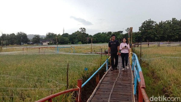 Dari pusat kota Kudus, jaraknya 13 km dan ditempuh dengan bersepeda motor sekitar 25 menit. Kafe ini memang cukup unik karena lokasinya di tengah persawahan. Dari pusat kota Kudus, jaraknya 13 km dan ditempuh dengan bersepeda motor sekitar 25 menit. Kafe ini memang cukup unik karena lokasinya di tengah persawahan.