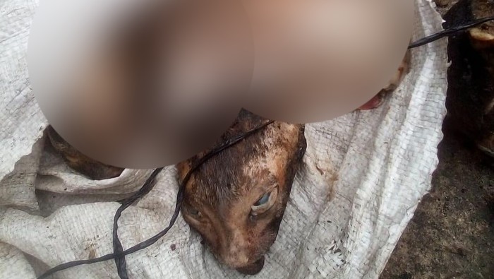 Screenshot posting-an viral wanita temukan goni isi kepala kucing di Medan (dok. Istimewa)