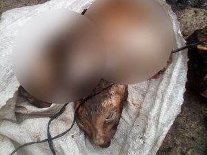 Pimpinan DPRD Medan Minta Pelaku Jagal Kucing Diproses Hukum