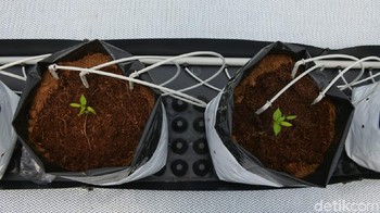 Air yang diteteskan ke setiap tanaman disalurkan dari sebuah mesin di dalam Smart Green House menggunakan paralon dan selang kecil langsung ke setiap pot yang diisi tanaman. (Hakim Ghani/detikcom)
