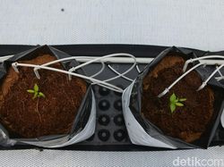 Ini Potret Pertanian Canggih yang Dipuji Ridwan Kamil