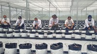 Smart Green House Diresmikan Ridwan Kamil di Garut
