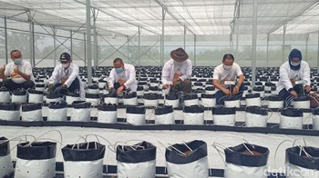 Smart Green House juga bisa membuat lahan pertanian lebih produktif, bahkan para petaninya bisa full bercocok tanam selama 12 bulan dalam satu tahun. Sebabnya, teknik bertani ini dilangsungkan di dalam ruangan. (Hakim Ghani/detikcom)