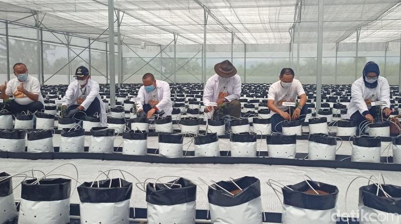 Smart Green House Diresmikan Ridwan Kamil di Garut