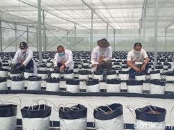 Ini Potret Pertanian Canggih yang Dipuji Ridwan Kamil