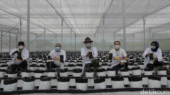 Smart Green House itu dikelola Agro Jabar, salah satu BUMD yang dimiliki Pemprov Jabar. Smart Green House memiliki teknologi mutakhir dalam pertanian yang bisa menghemat lahan dan air. (Hakim Ghani/detikcom)