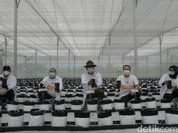 Ini Potret Pertanian Canggih yang Dipuji Ridwan Kamil