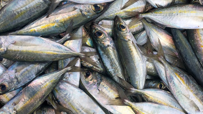 Tips Praktis Bersihkan Insang Ikan Kembung Pakai Sumpit