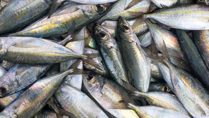 Tips Praktis Bersihkan Insang Ikan Kembung Pakai Sumpit