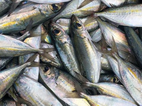 Tips Praktis Bersihkan Insang Ikan Kembung Pakai Sumpit