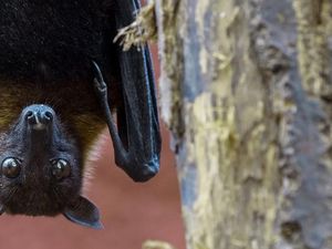 Tentang Virus Nipah dan Ancaman Pandemi Berikutnya di Asia