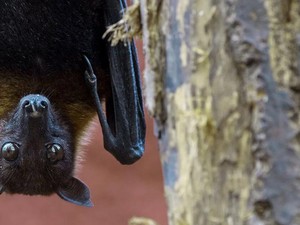 Tentang Virus Nipah dan Ancaman Pandemi Berikutnya di Asia