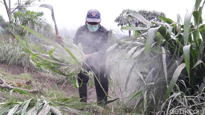 Warga di Boyolali mencari rumput untuk pakan ternak. Sebelum diberikan ke ternak, rumput pun harus dicuci karena penuh abu vulkanik Merapi, Kamis (28/1/2021).