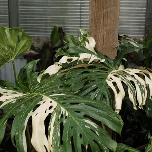 Keunikan Tanaman Hias Monstera Variegata, Viral Dibeli Emak-emak Rp 225 Juta Keunikan Tanaman Hias Monstera Variegata, Viral Dibeli Emak-emak Rp 225 Juta