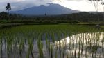 Melihat Aktivitas Gunung Raung Pagi Ini