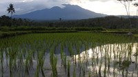 Warga lereng Gunung Raung mendengar suara gemuruh dan bau belerang yang diduga berasal dari aktivitas gunung itu yang berstatus waspada, dan selanjutnya petugas BPBD Jember mengimbau masyarakat agar tidak panik dan tetap tenang.