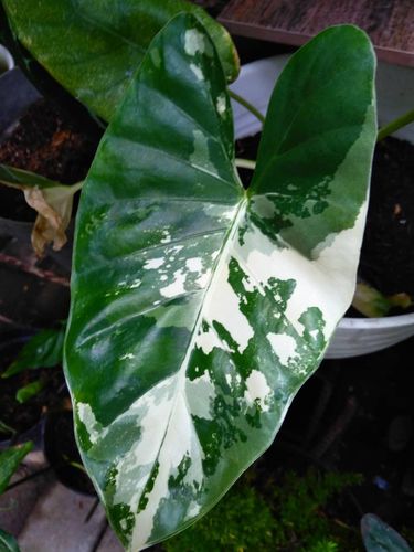 Alocasia Varigata.