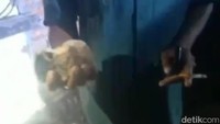 Foto batu diduga meteorit yang jatuh di Lampung Tengah. Benda tersebut ditemukan warga pada Kamis (28/1) malam (dok Adi Pras)