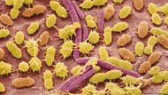 Bakteri Berkomunikasi untuk Menyerang Kolektif Sel Tubuh