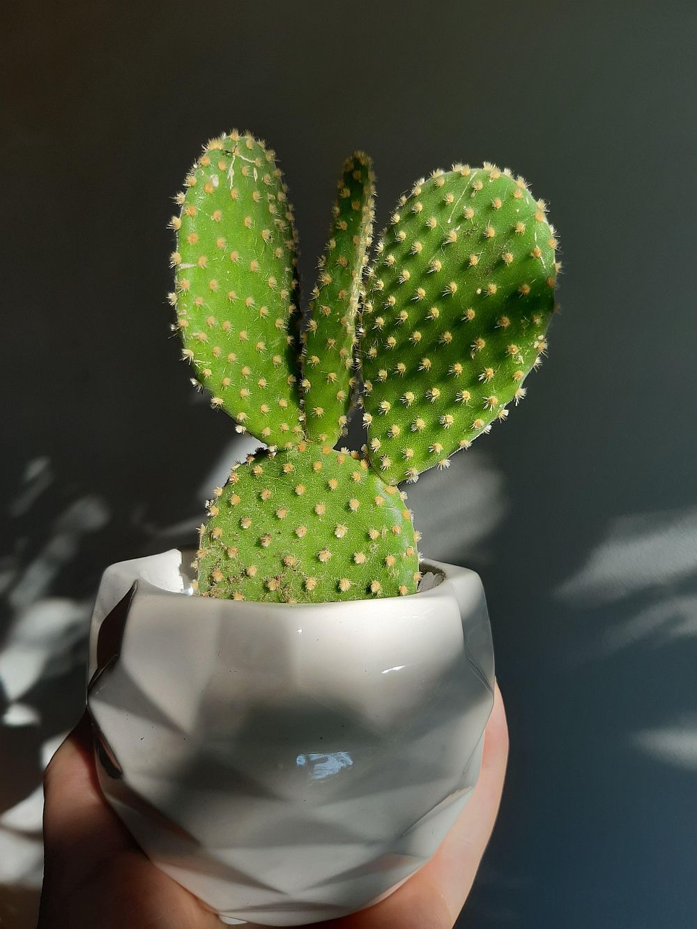Bunny ear cactus. (Dok: Diys.com) Bunny ear cactus. (Dok: Diys.com)