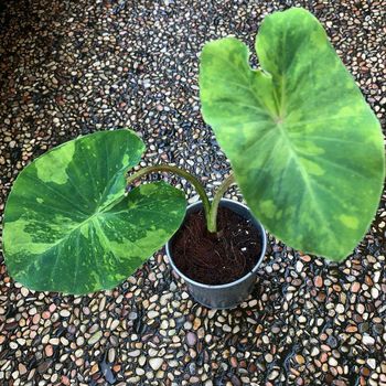 Colocasia Lime Gecko.