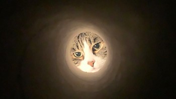 Ternyata trik fotonya sangat sederhana, yaitu dengan mengandalkan teropong buatan dari gulungan tisu toilet. Foto: via pleated-jeans