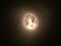 Gemas! Trik Foto Kucing dan Anjing Seperti Rembulan