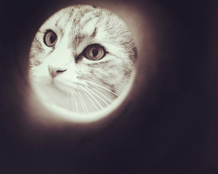 foto kucing foto kucing
