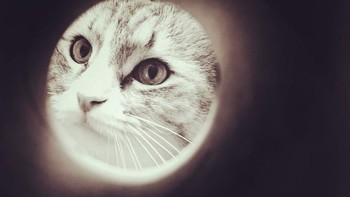 Internet penuh dengan tren lucu dan aneh, termasuk tren cara memotret hewan peliharaan yang satu ini. Foto: via pleated-jeans