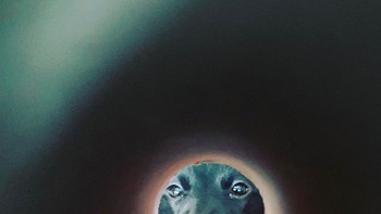 Kita bisa memanfaatkan gulungan tisu toilet untuk memotret hewan peliharaan. Foto: via pleated-jeans