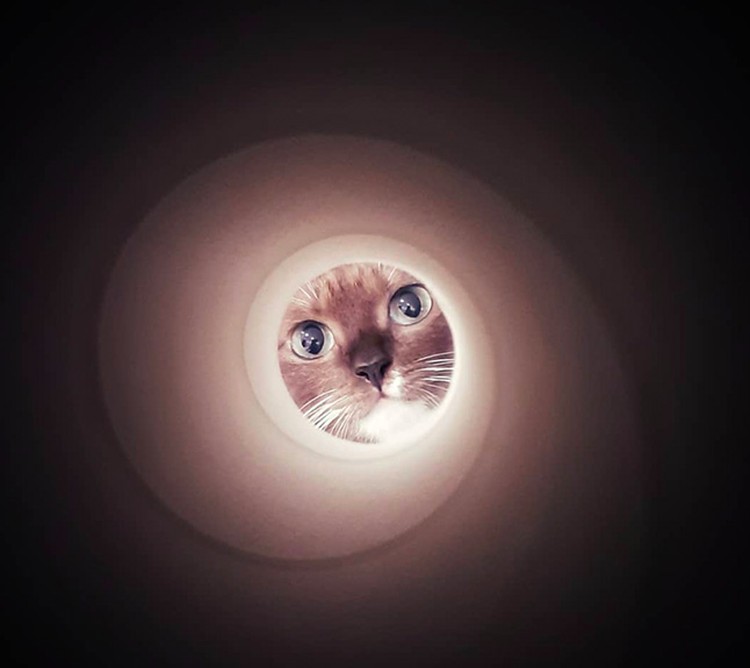 foto kucing foto kucing
