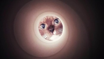 Caranya, arahkan wajah kucing atau anjing ke lingkaran gulungan tisu toilet. Foto: via pleated-jeans