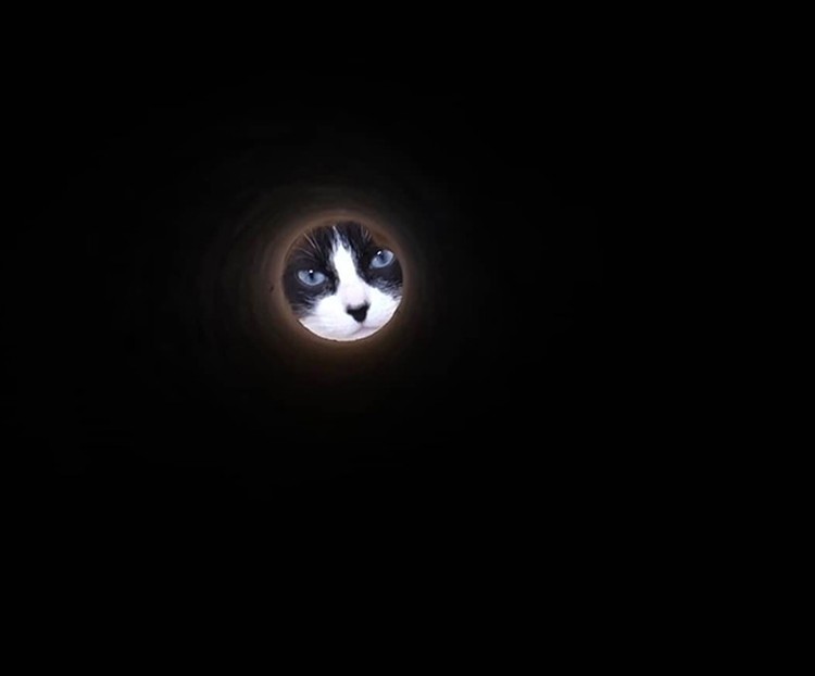 foto kucing foto kucing