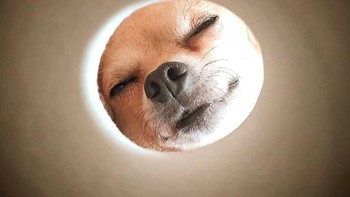 Hasilnya, wajah hewan peliharaan akan terbingkai dalam lingkaran gulungan tisu. Foto: via pleated-jeans