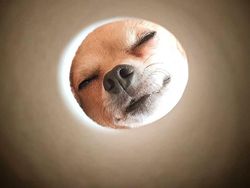 Gemas! Trik Foto Kucing dan Anjing Seperti Rembulan