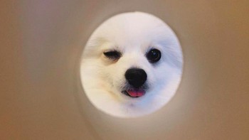 Jika dilihat, wajah hewan peliharaan akan tampak bulat dan bersinar terang sementara sekelilingnya gelap. Foto: via pleated-jeans